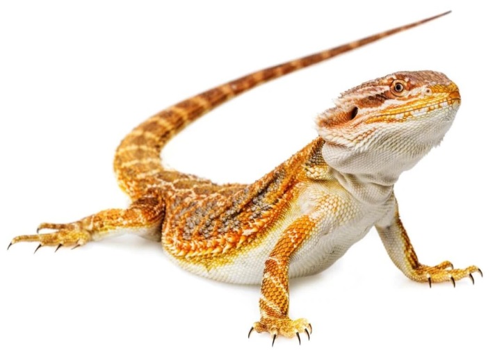 Co všechno potřebuje Agama?
