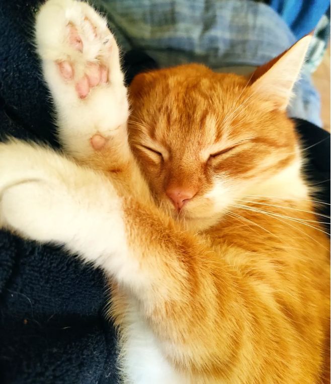 Hezkou neděli všem #zverinec_shop #nekupujadoptuj #catky #kocka